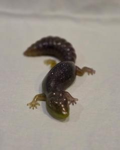 Salamander