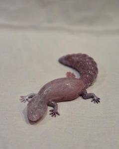 Salamander